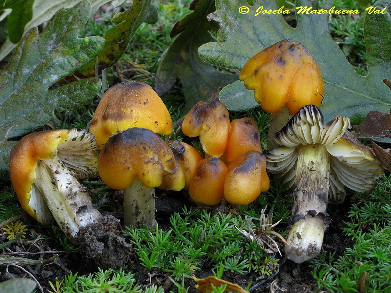 Hygrocybe tristis 081101 024.jpg