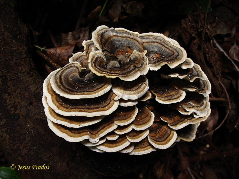 Trametes versicolor_7.JPG