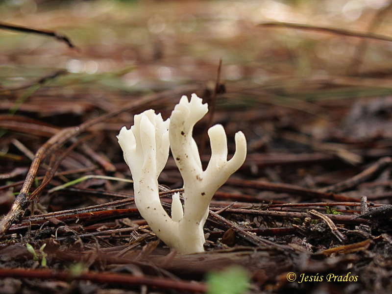 Clavulina  cristata o rugosa_5.JPG