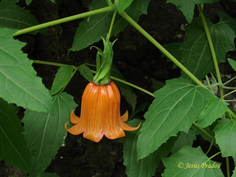 Canarina canariensis_28.JPG