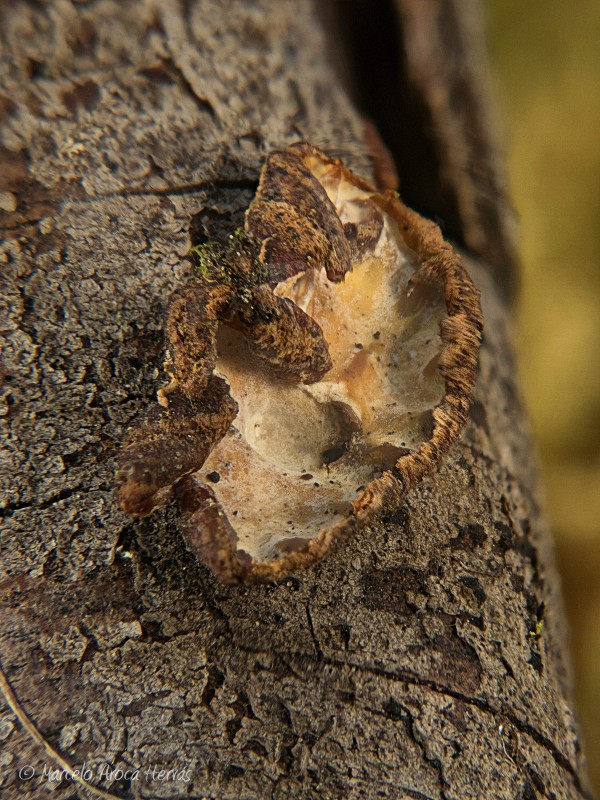 Eichleriella leucophaea 2.jpg
