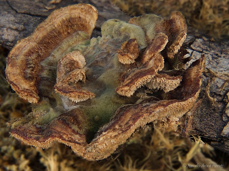 Trametes hirsuta.jpg