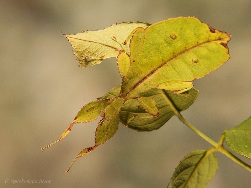 Phyllium philippinicum hembra subadulta.jpg