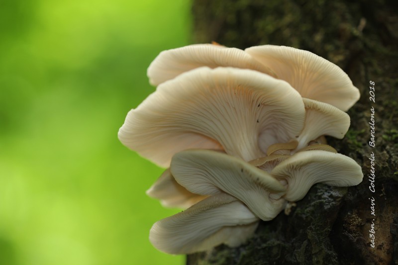 IMG_5524CopyrightPleurotus cornucopiae.jpg