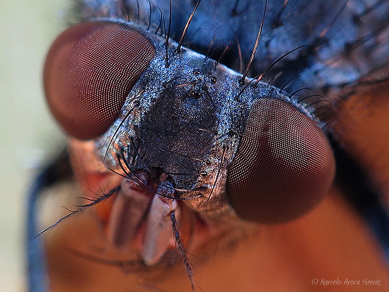 Calliphora vicina.jpg