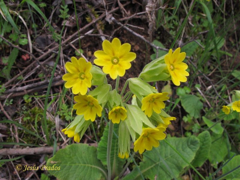 Primula veris_12.JPG