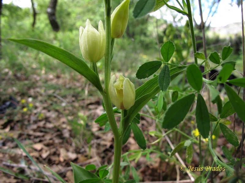 Cephalanthera damasonium_18.JPG