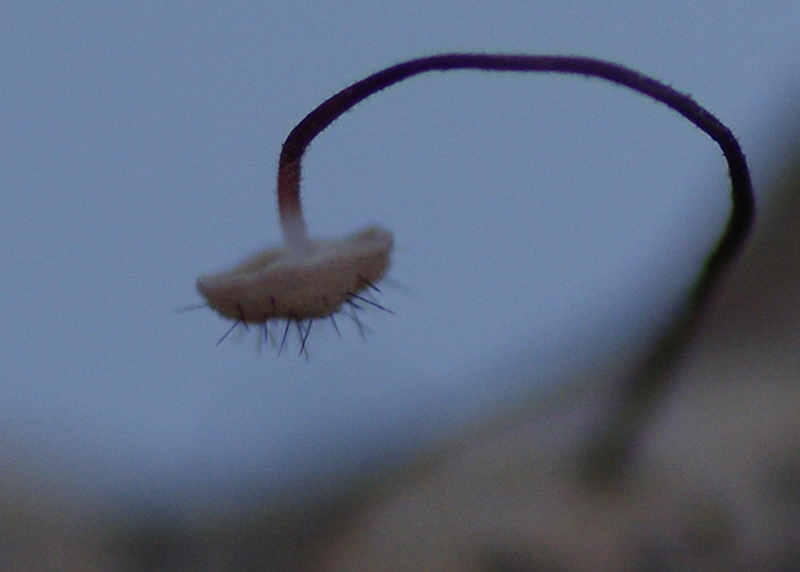 Marasmius hudsonii 7281.jpg