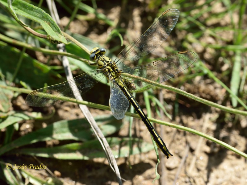 Gomphus cf. pulchellus_4.JPG