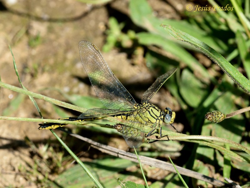 Gomphus cf. pulchellus_2.JPG