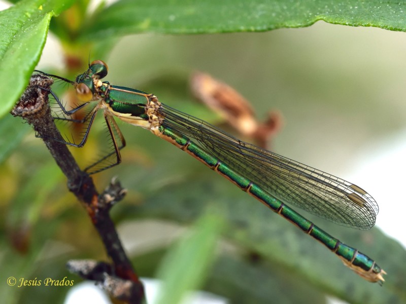 Lestes cf. viridis_3.JPG