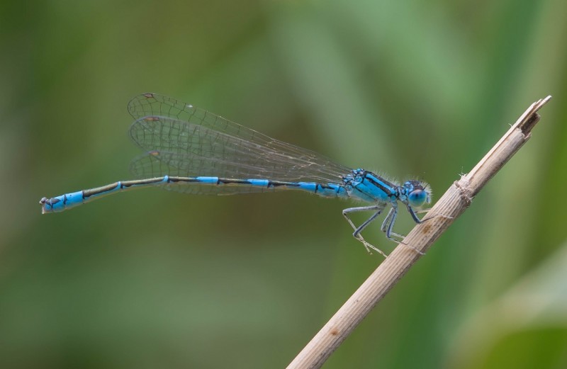 caerulescens.jpg