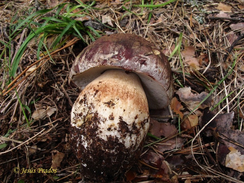 Boletus pinophilus_5.JPG