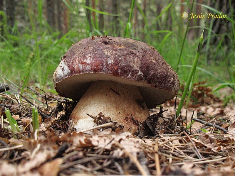 Boletus pinophilus_3.JPG