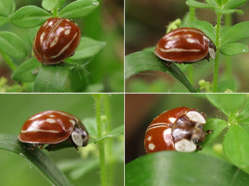 Coccinelidae.JPG