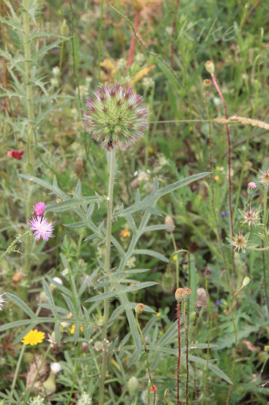 Echinops cf strigosus (1).jpg