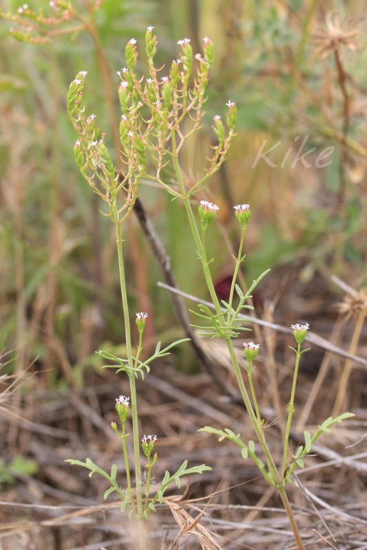 Centranthus calcitrapae (1).jpg