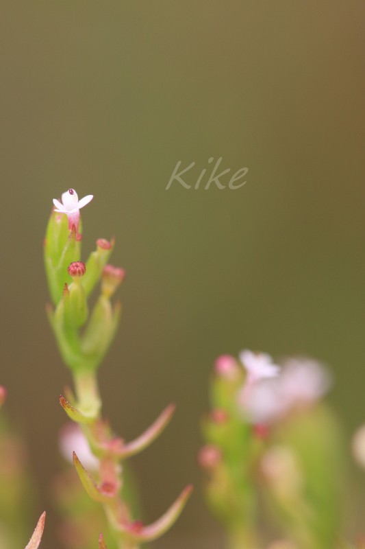 Centranthus calcitrapae (2).jpg