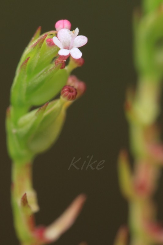 Centranthus calcitrapae (3).jpg