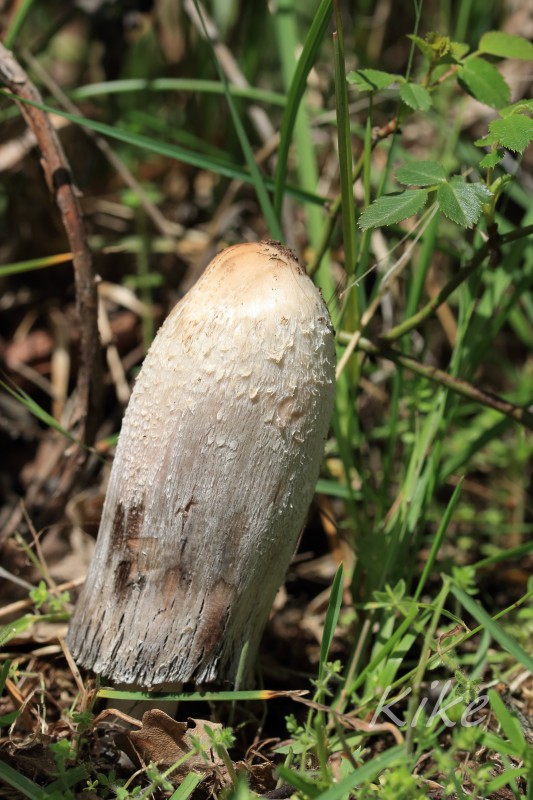 Coprinus cf comatus (1).jpg