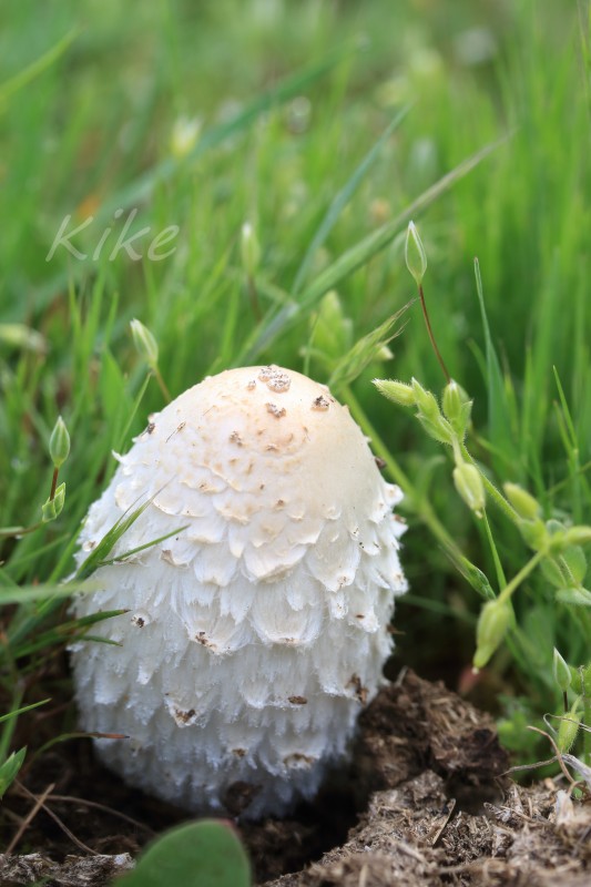 Coprinus cf comatus (2).jpg