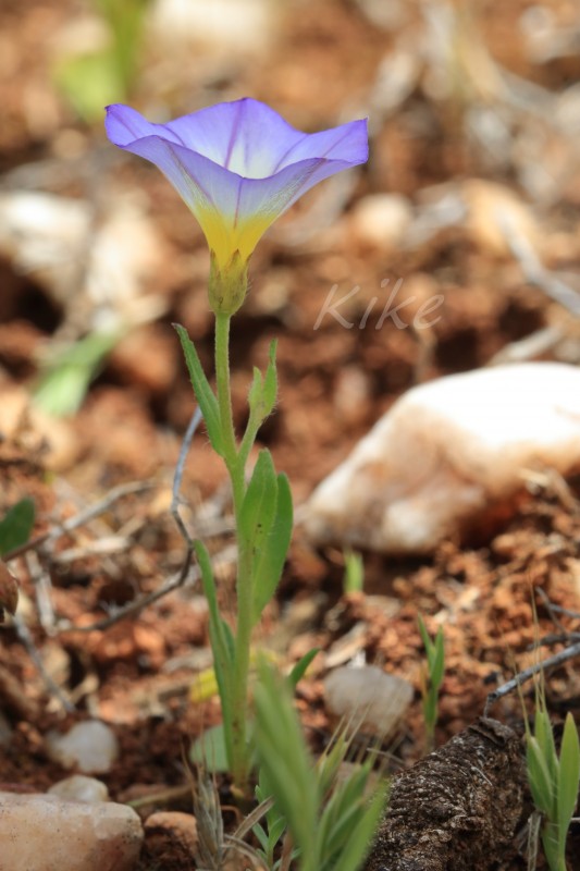 Convolvulus neonanthum (1).jpg