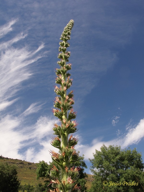 Echium boissieri_17.JPG