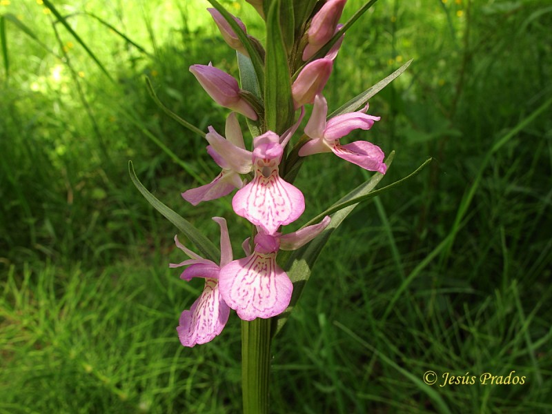 Dactylorhiza elata 180614_6.JPG