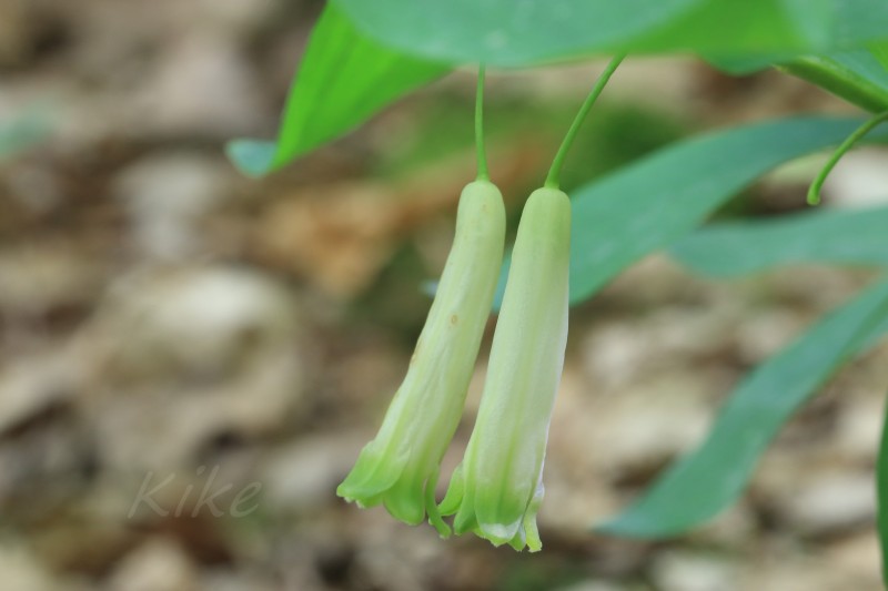 Polygonatum odorattum.jpg