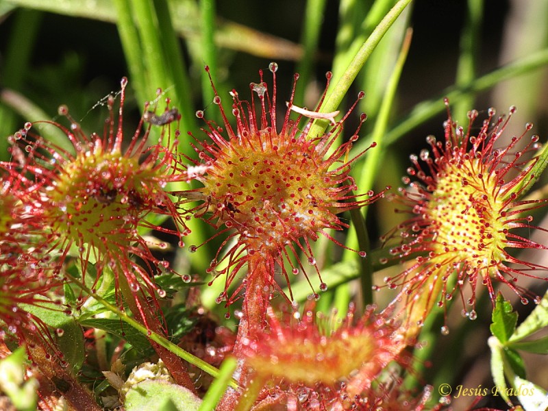 Drosera rotundifolia_18.JPG