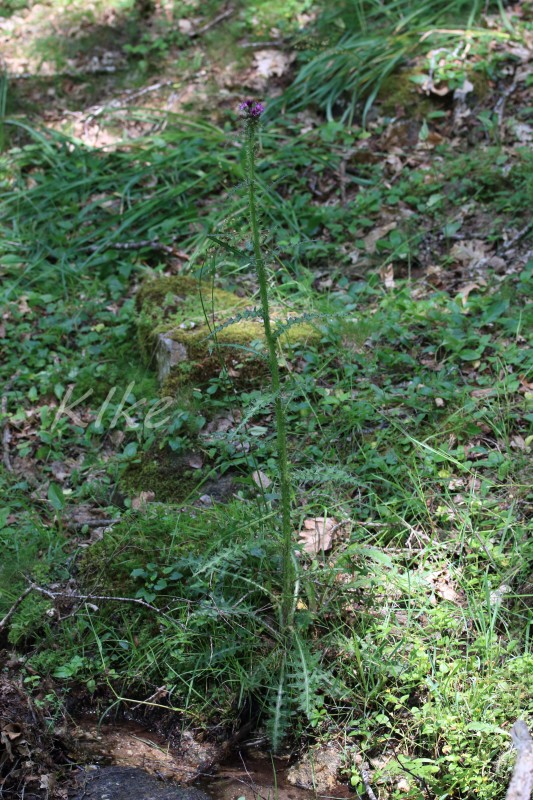 Cirsium palustre (1).jpg