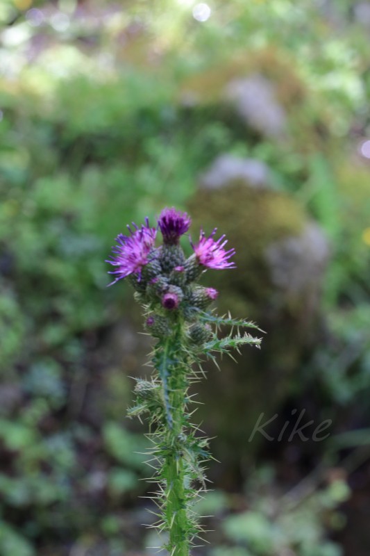 Cirsium palustre (2).jpg