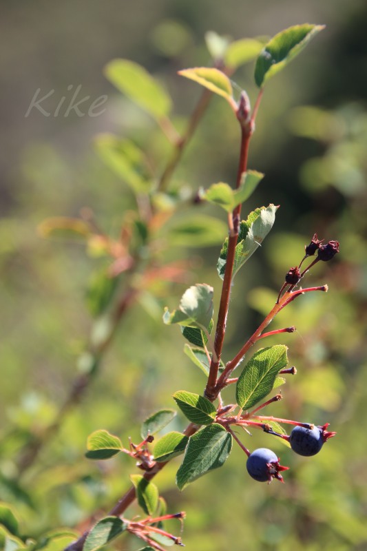 Amelanchier ovalis (1).jpg