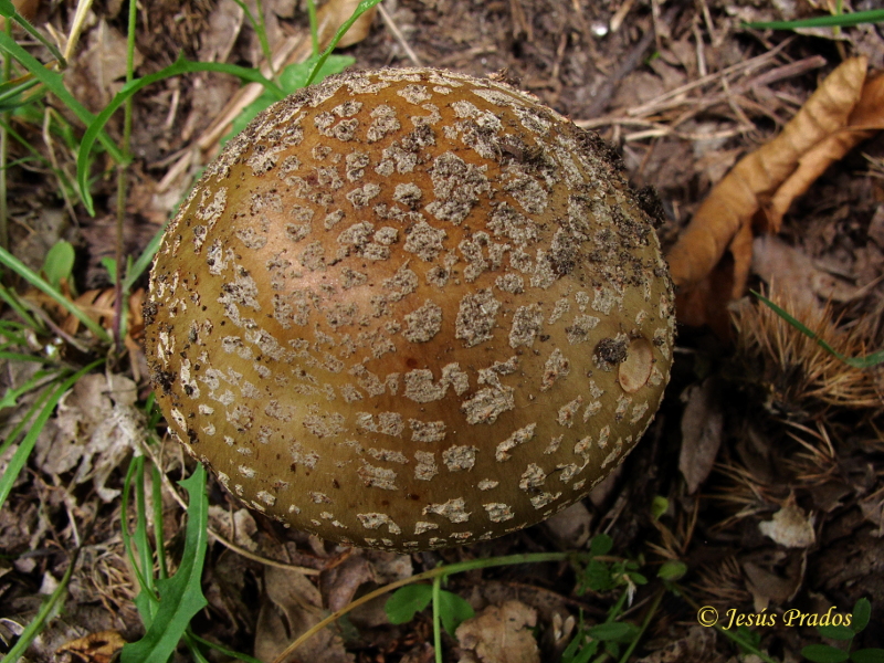 Amanita rubescens_2.JPG