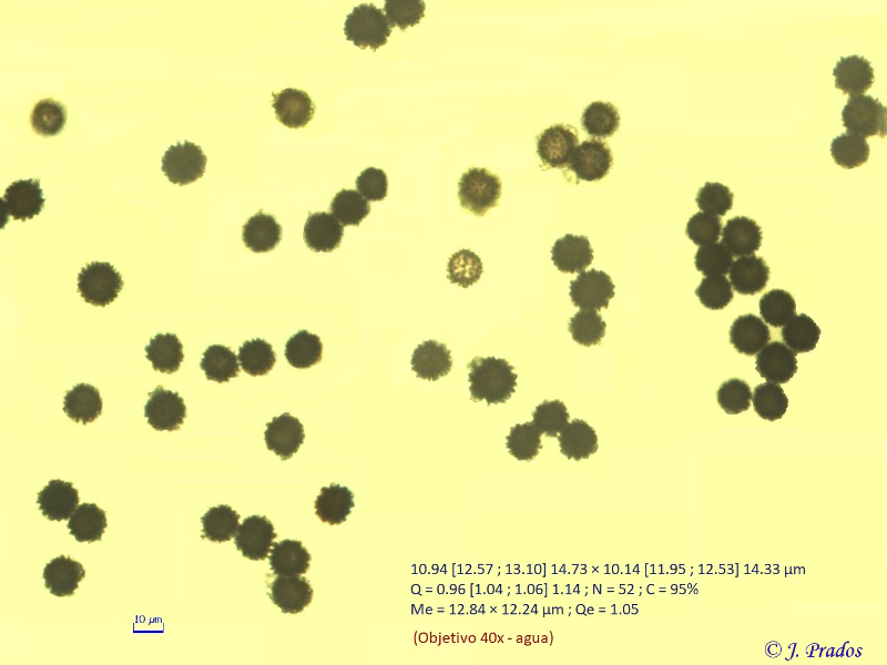 Scleroderma aerolatum_4.jpg