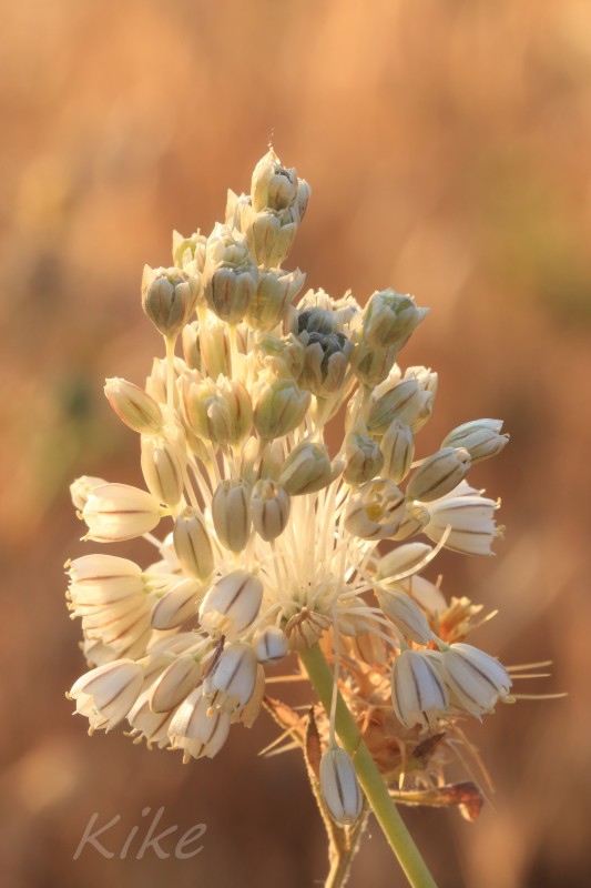 Allium paniculatum (2).jpg