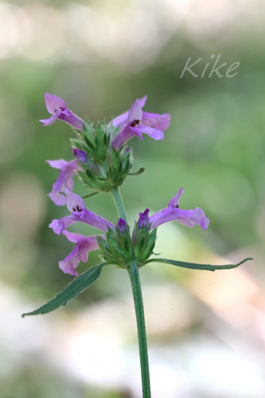 Stachis officinalis (5).jpg