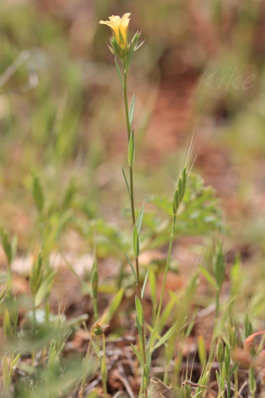 Linum sp (1).jpg