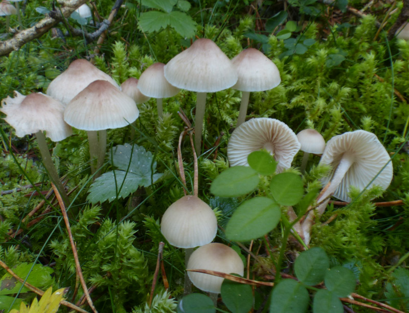 Mycena zepirus 211.jpg