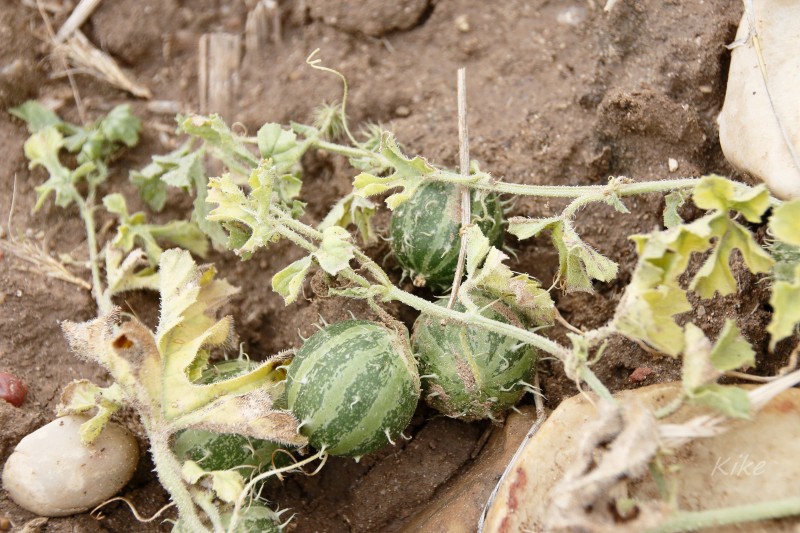 Cucumis myriocarpus.jpg