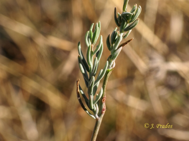 Linaria sp. 181025_6.JPG