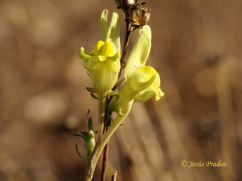 Linaria sp. 181025_3.JPG