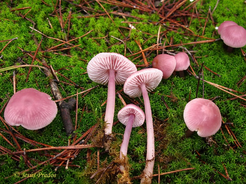 Mycena rosea_3.JPG