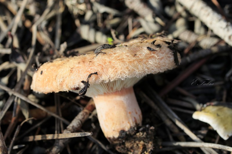 Lactarius tesquorum (1).jpg