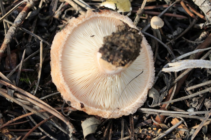 Lactarius tesquorum (2).jpg