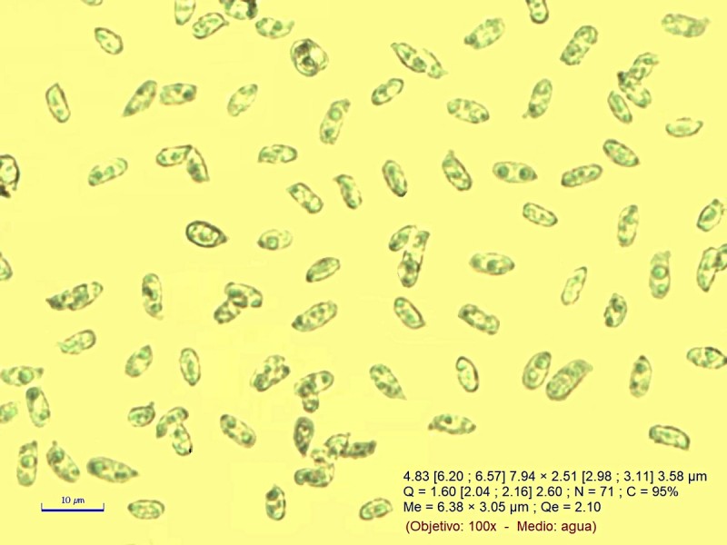 Clitocybe cf. font-queri_4.jpg