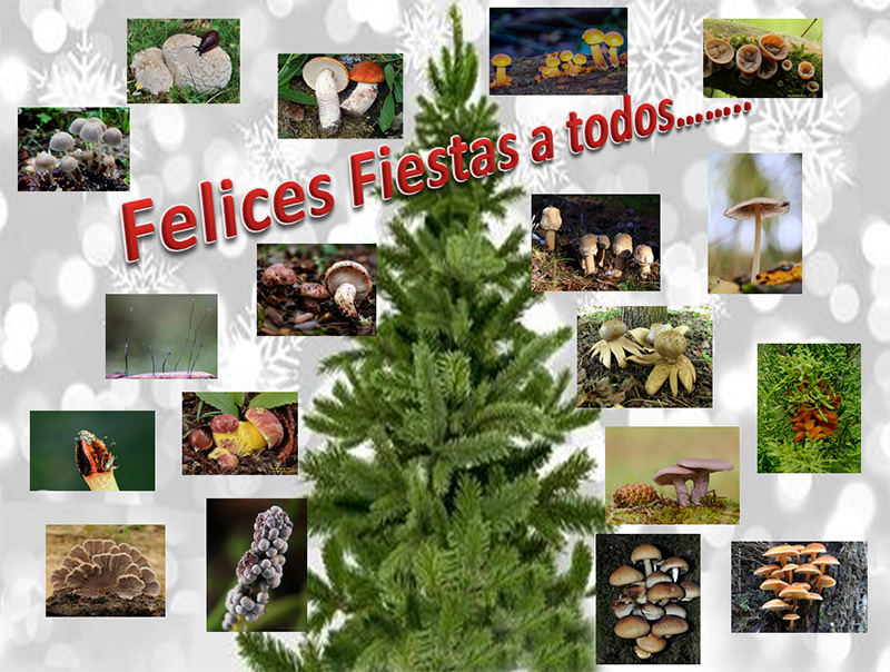 Felices Fiestas Flora Vascular 2018.jpg