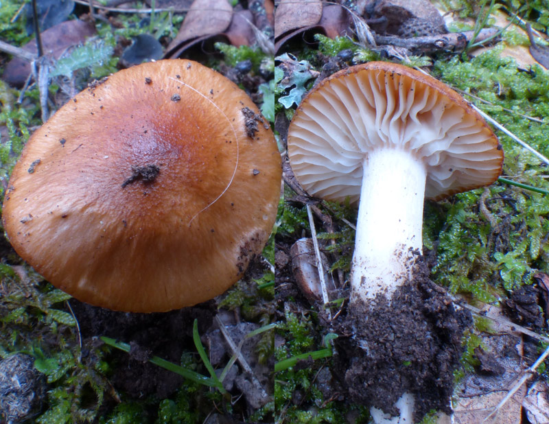 Hygrophorus arbustivus 557.jpg