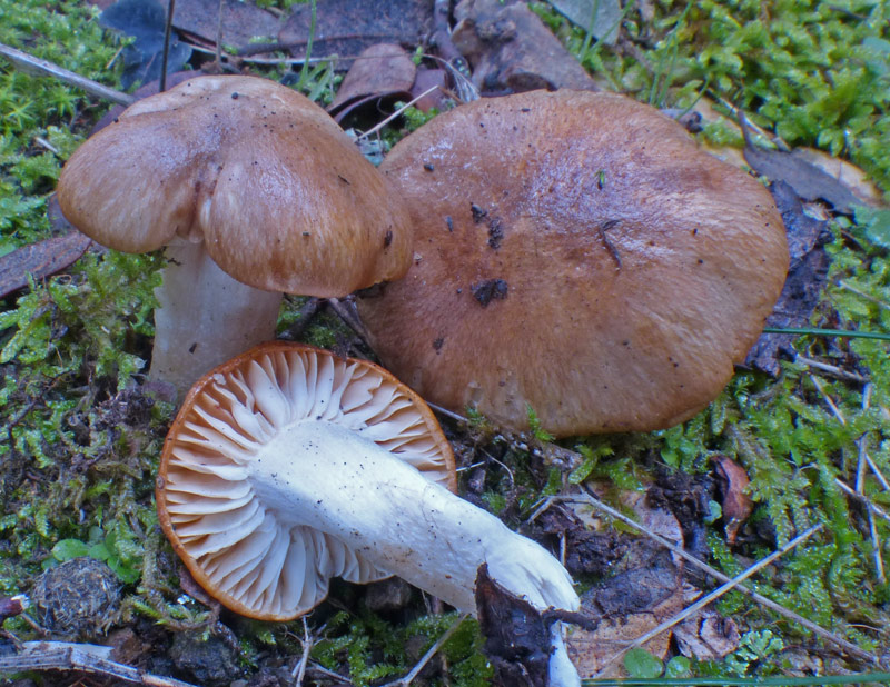 Hygrophorus arbustivus 559.jpg