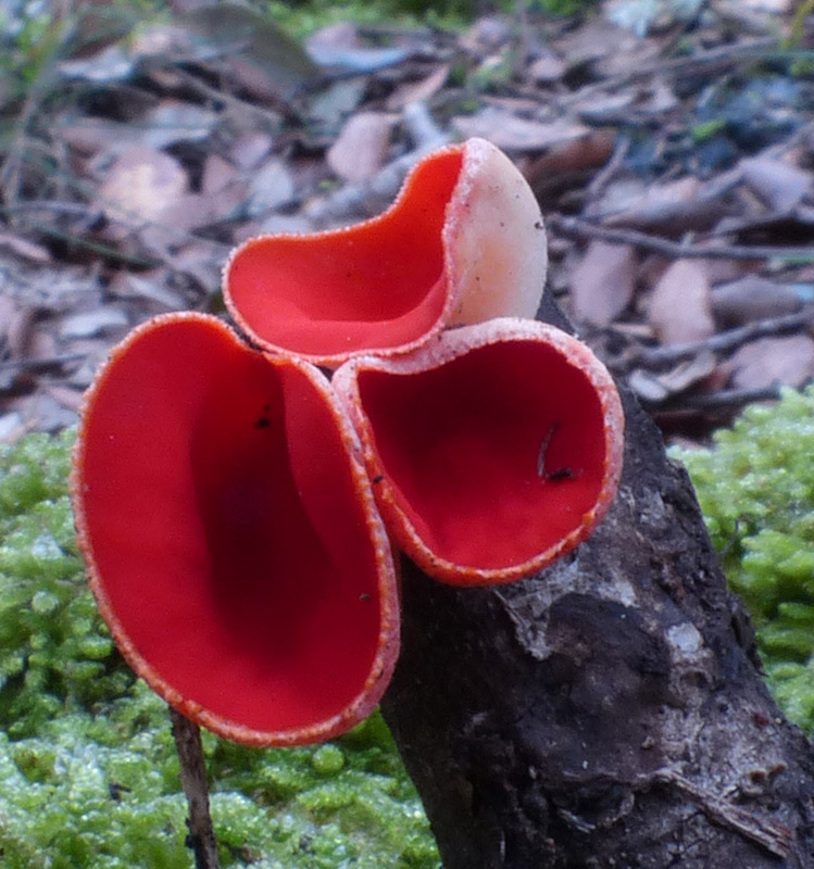 Sarcoscypha coccinea 552.jpg